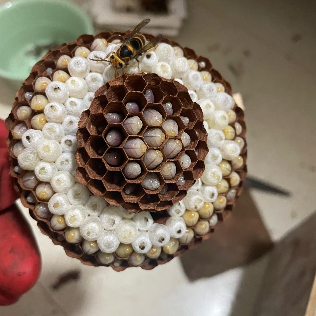 火铺大箐沟｛段氏蜂业｝