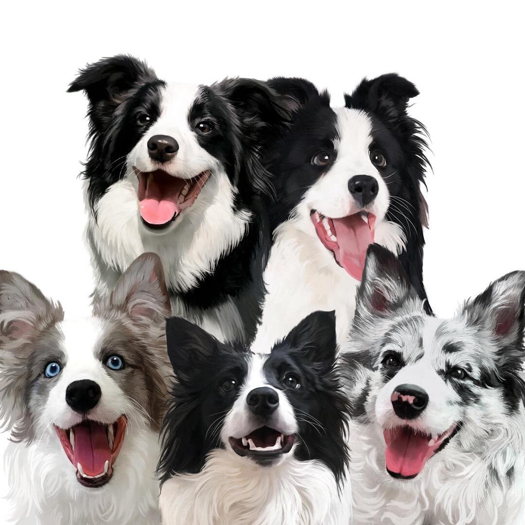 知遇边牧犬舍(直播1号)