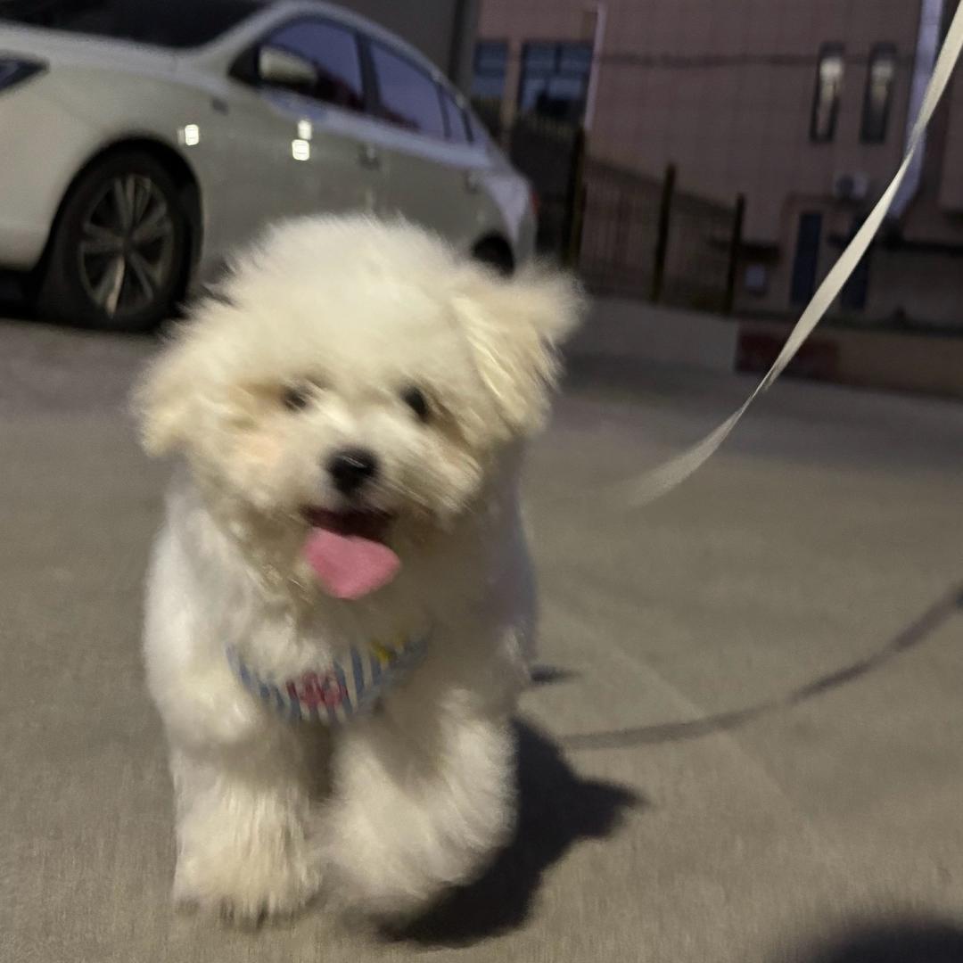 小糊