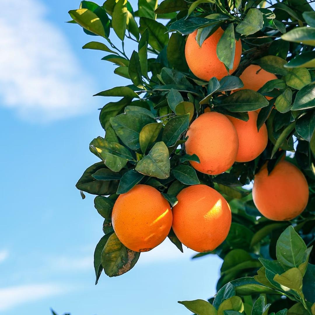 赣南脐橙明日达