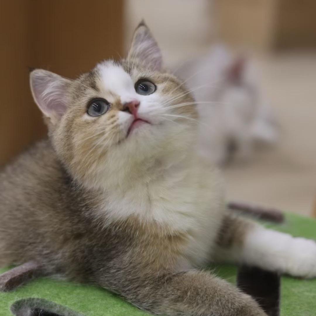 东乡区有家猫屋
