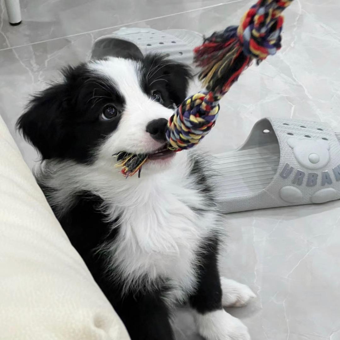 Kaka咔咔犬舍