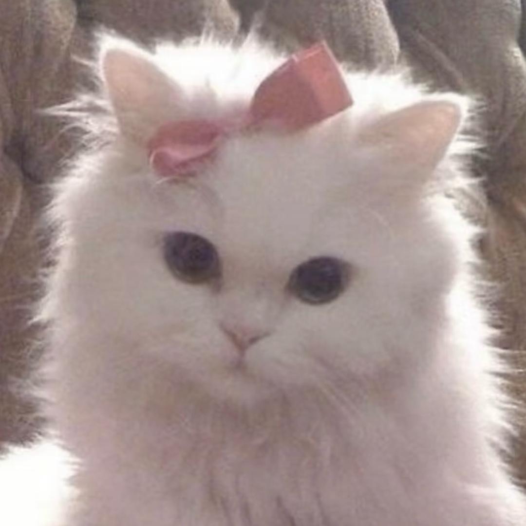 欣野猫猫