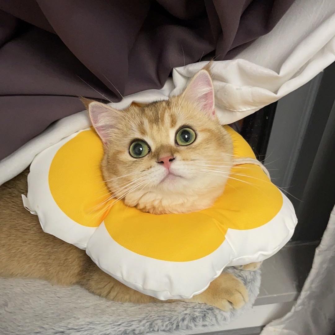 饭兔兔严选