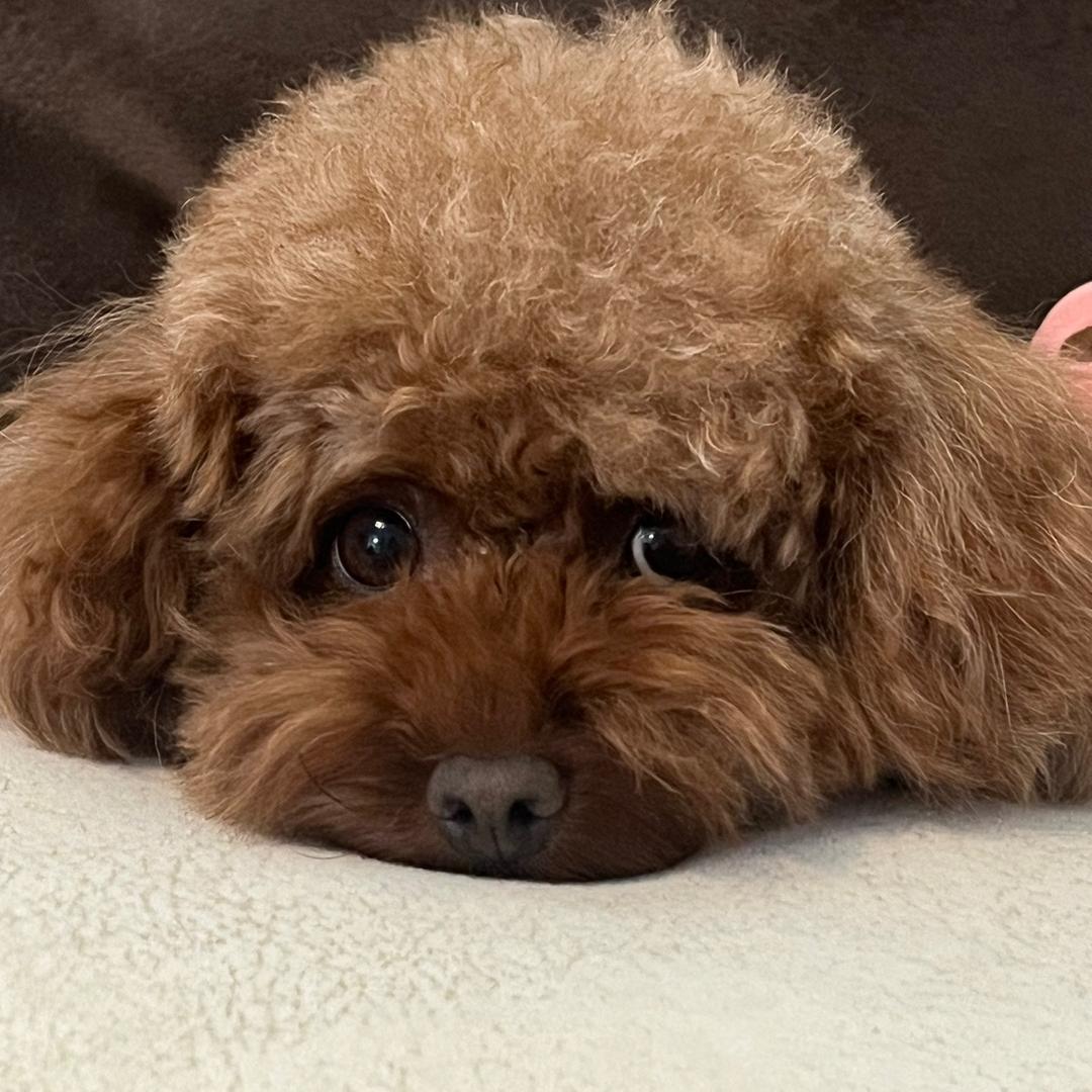 花卷🐻