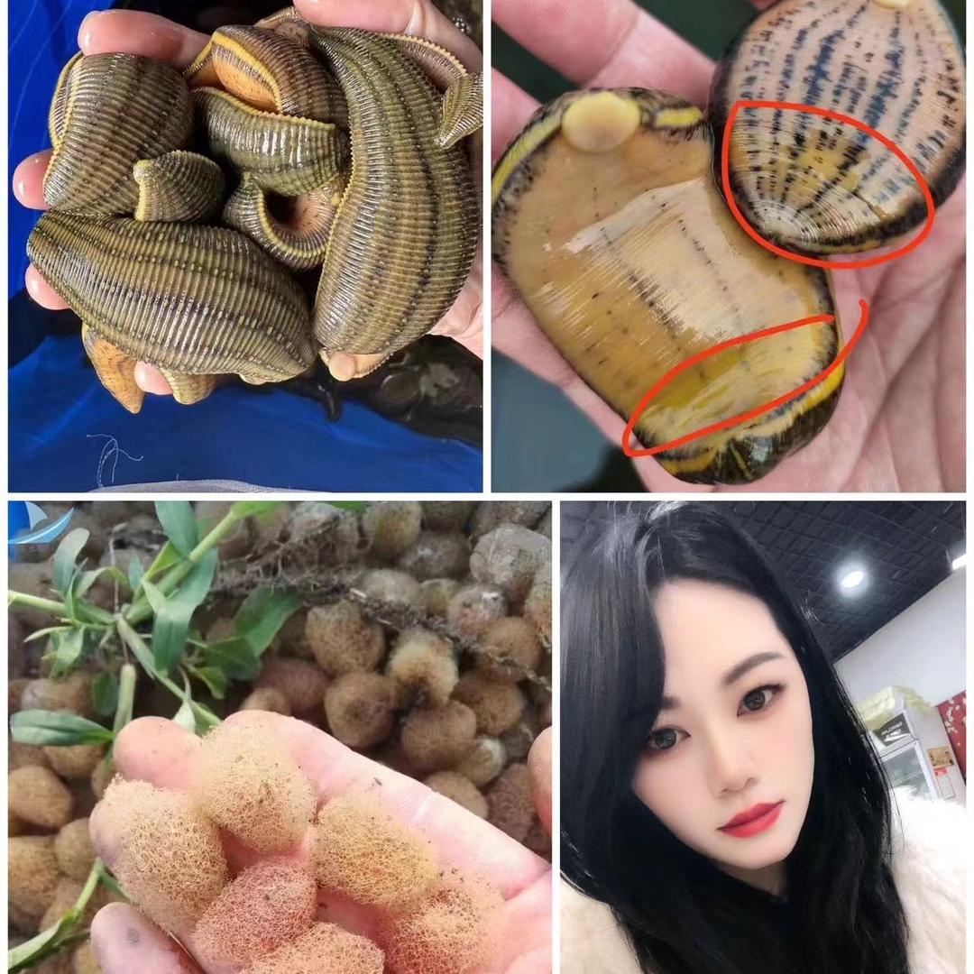 水蛭蚂蝗（合作社）敏姐养殖场
