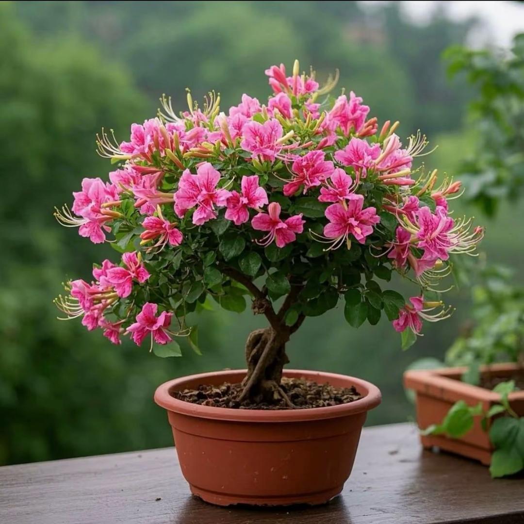 大别山盆景老桩树