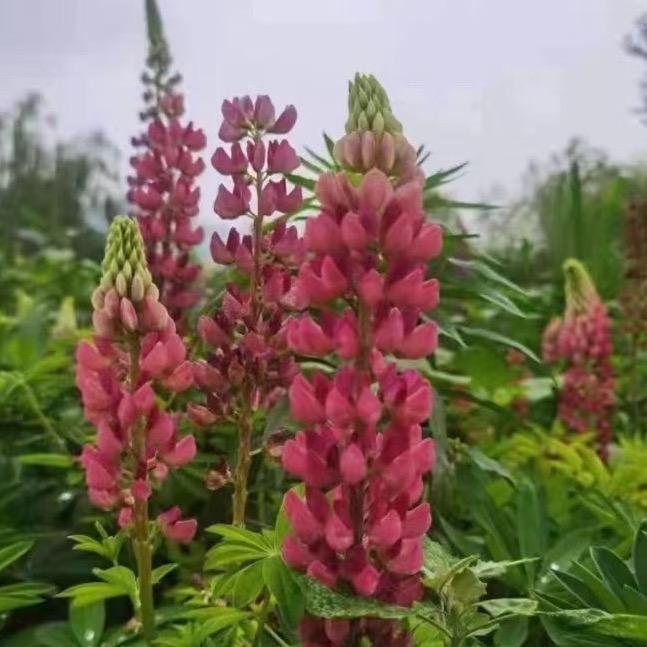 用户4584756726790花开富贵