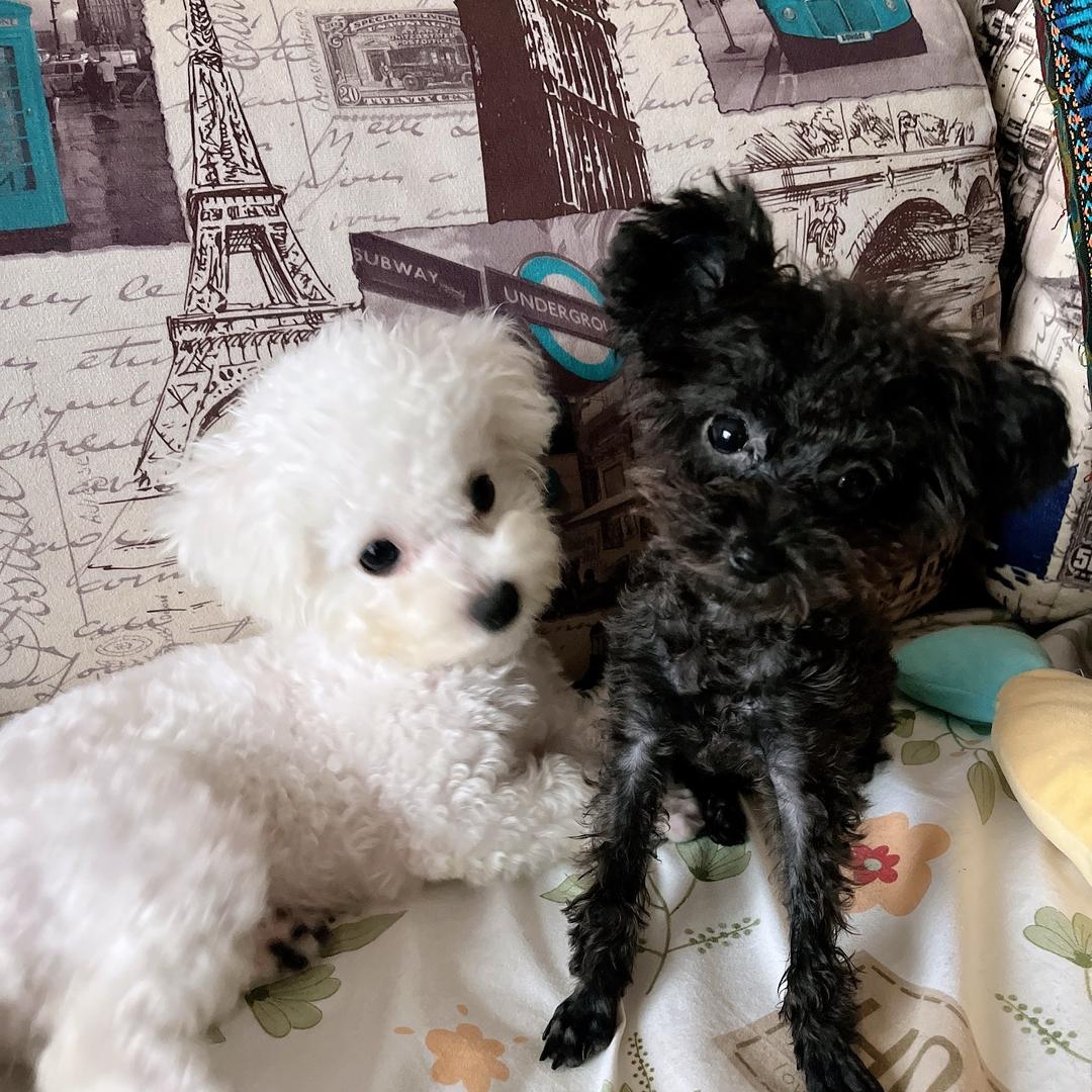 ❤️我的两小只❤️