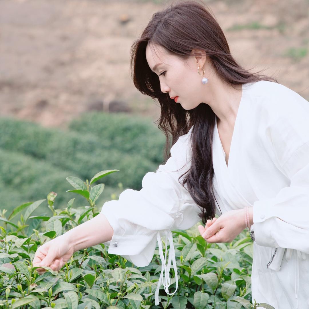 豫中茗信阳毛尖