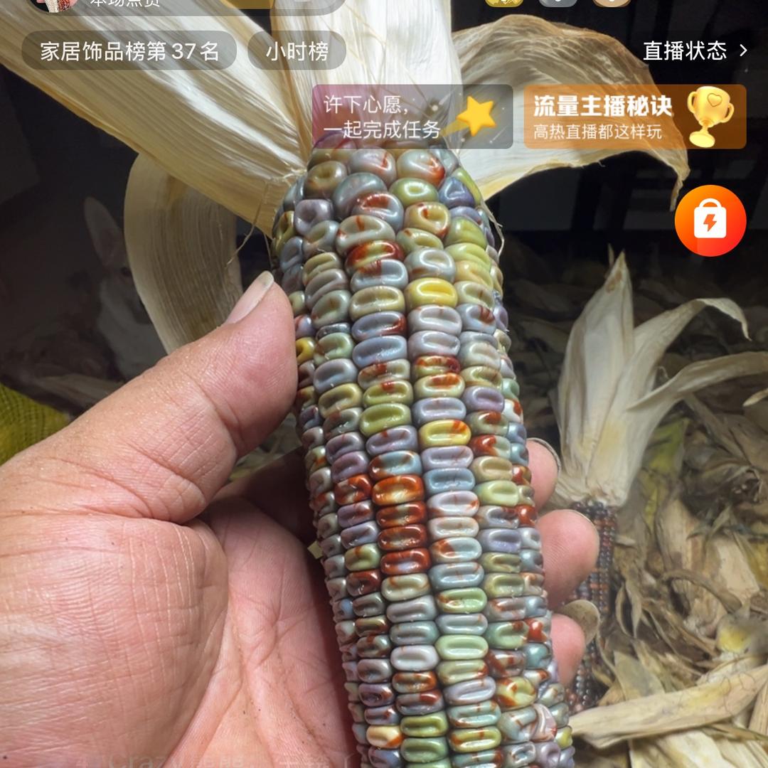 小七文玩玉米