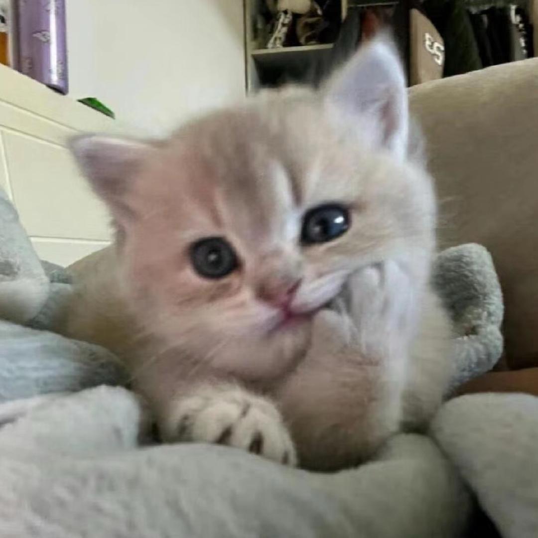 鼠老大（三角洲行动）