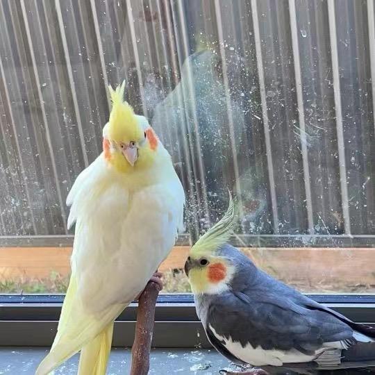 Mrclayyy克雷(小号版)