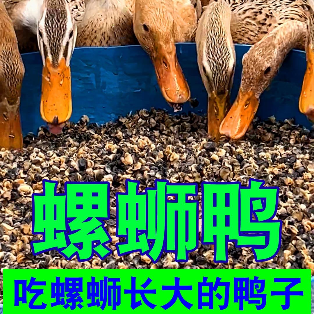 螺蛳鸭