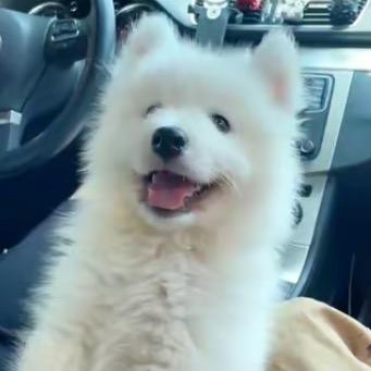 耶耶小团团吖🐶