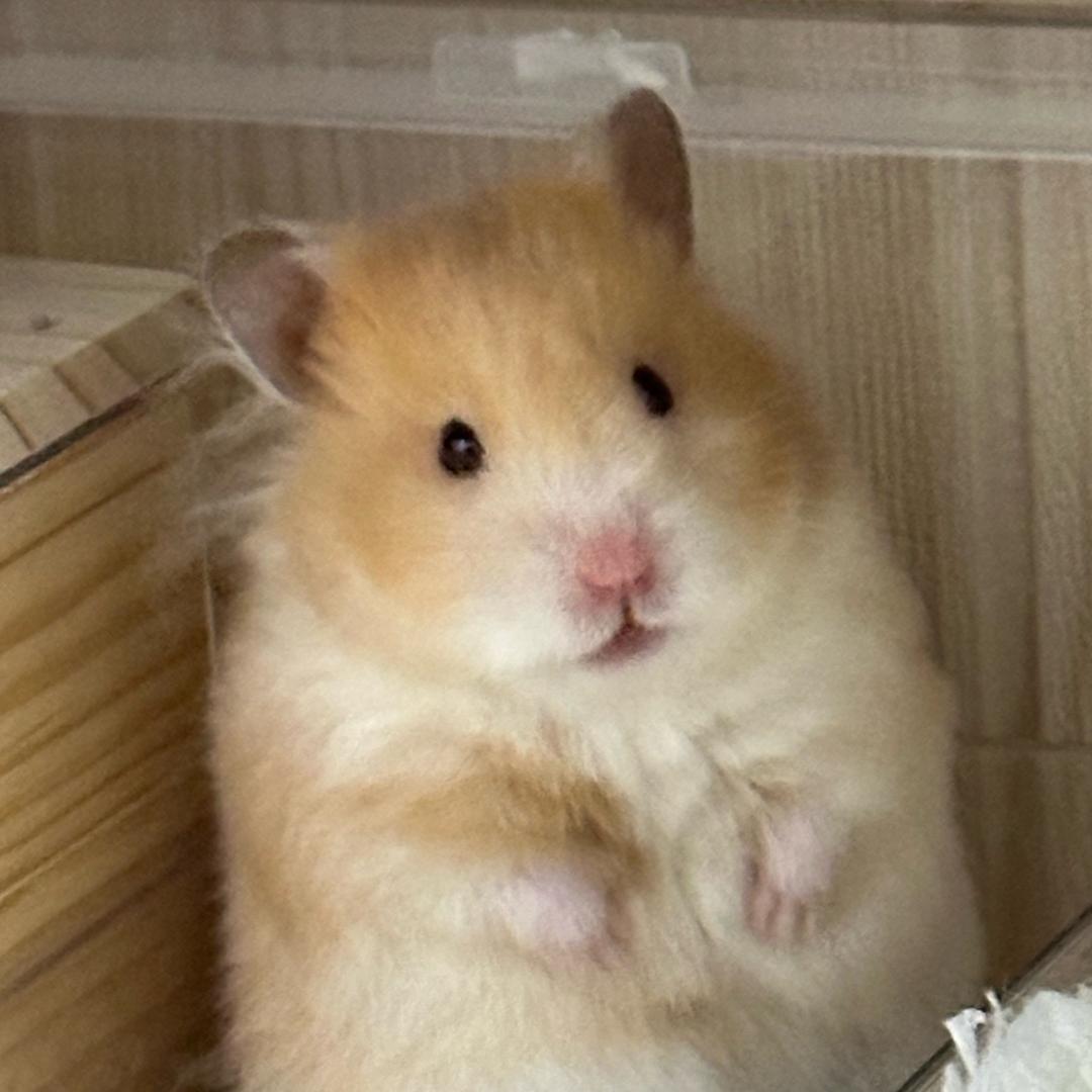 哆咪の熊（出🐻ing