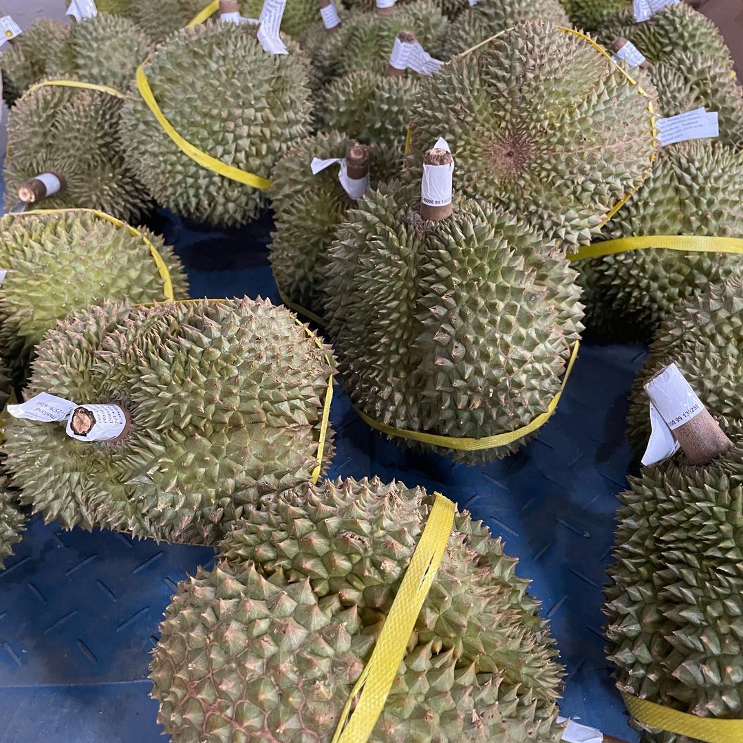 力哥榴莲