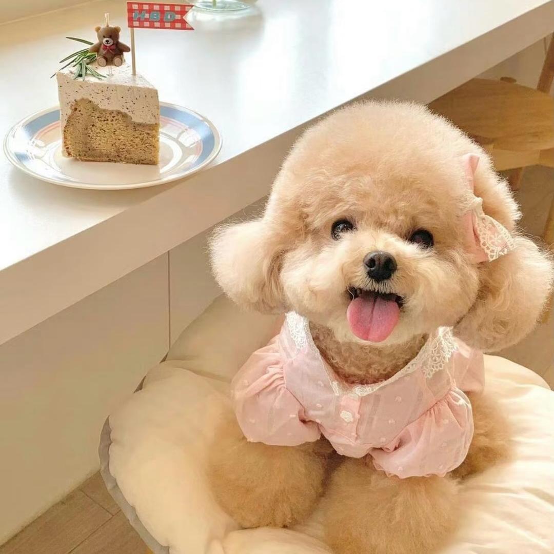 萌迹专注马尔泰