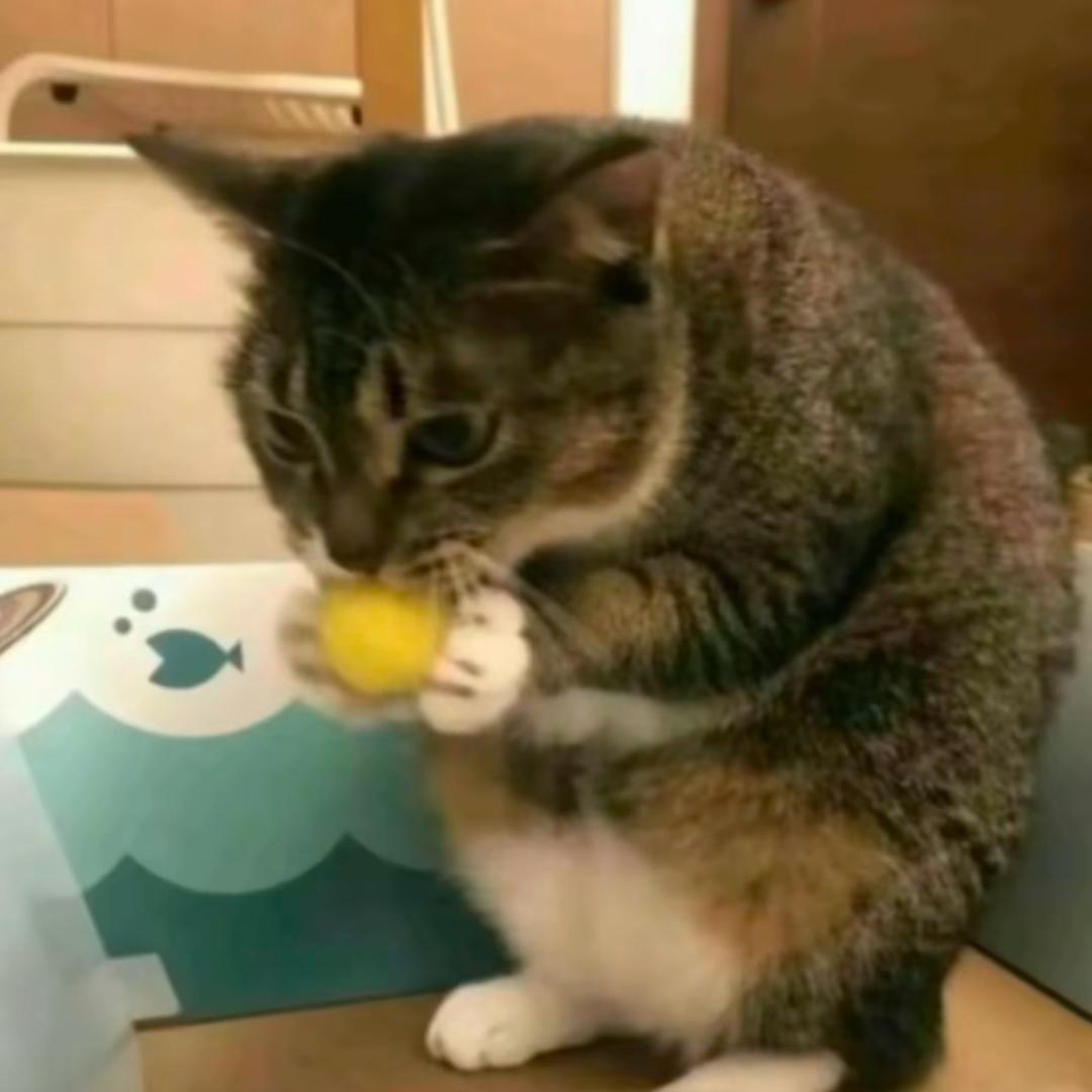 白白🐈‍⬛(^•_•^)