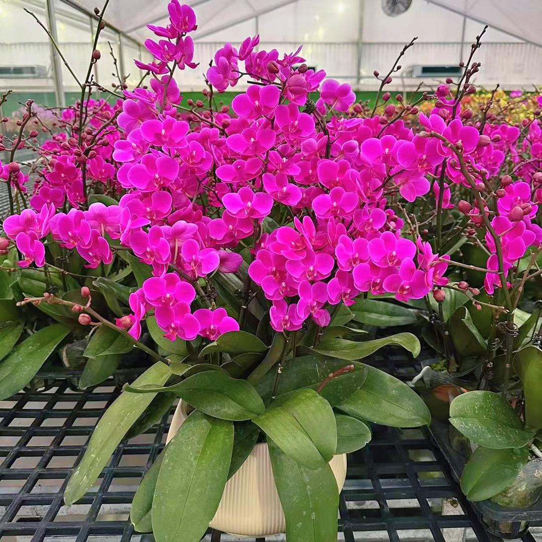 花棚里精选蝴蝶兰