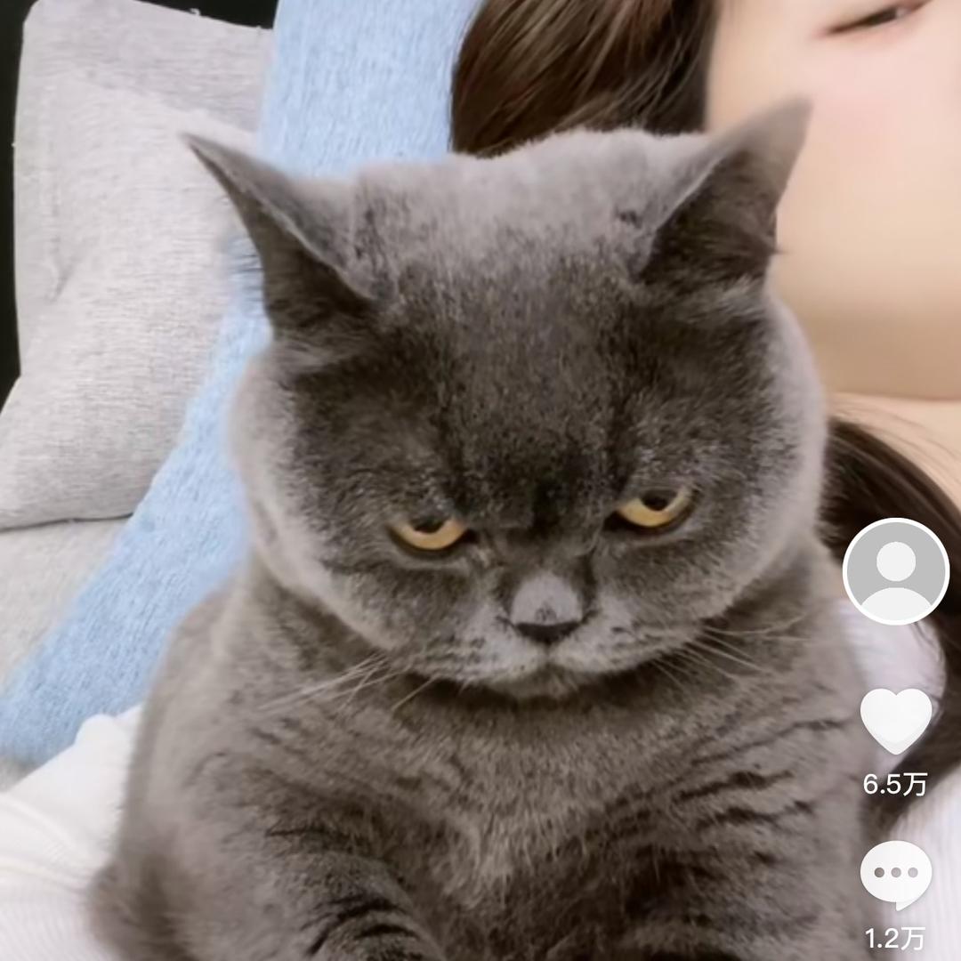 家有肥猫🐱