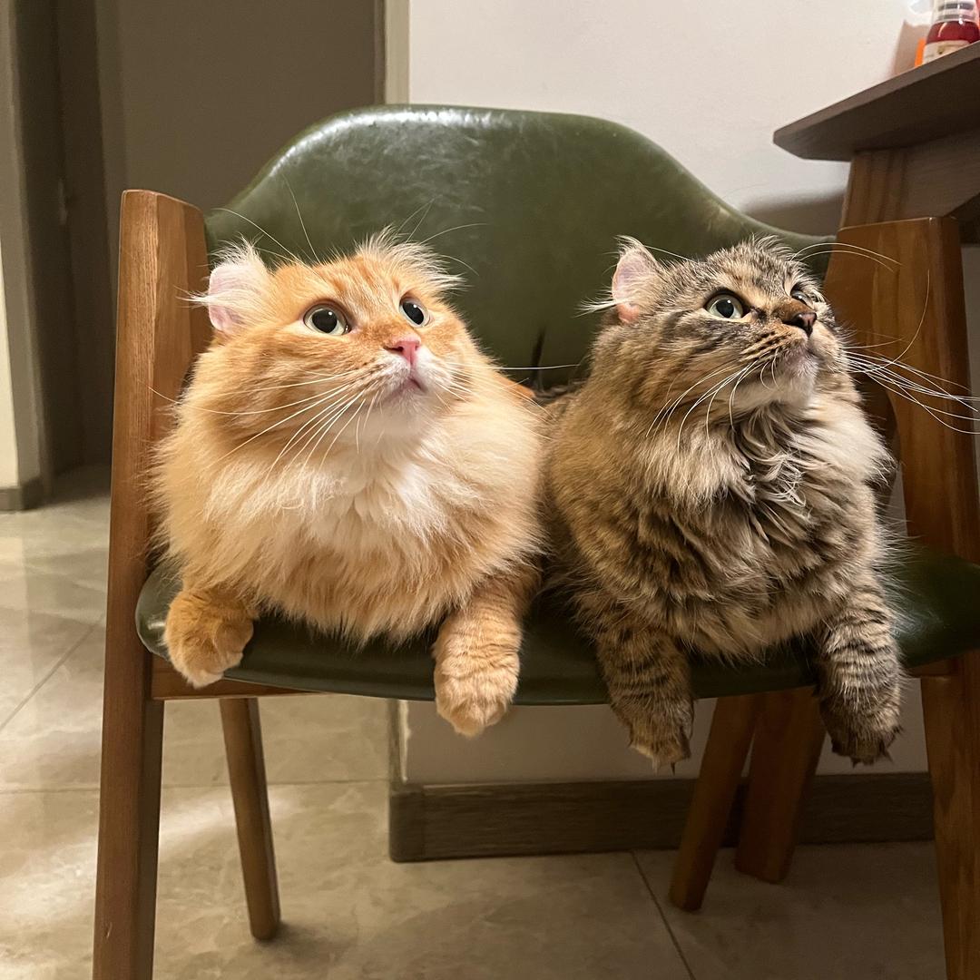 三只卷耳猫