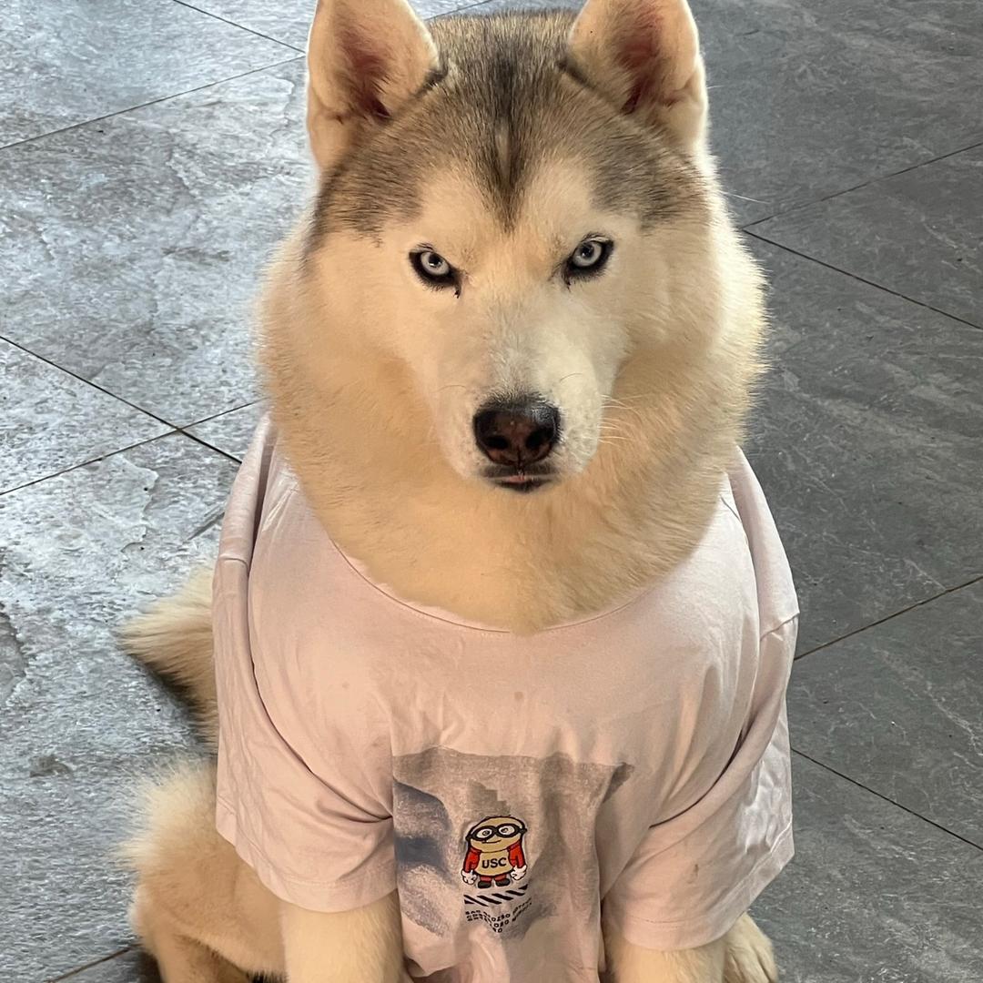 行为伴侣犬教育