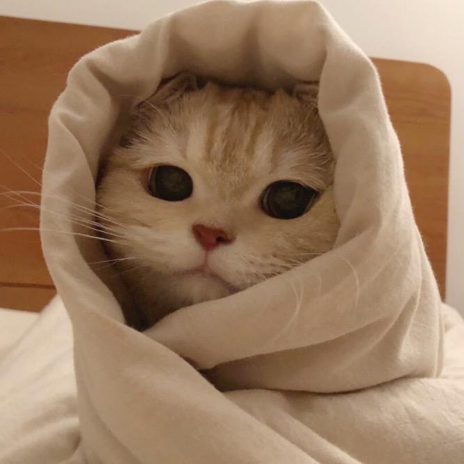 萨瓦迪卡哟哟哟