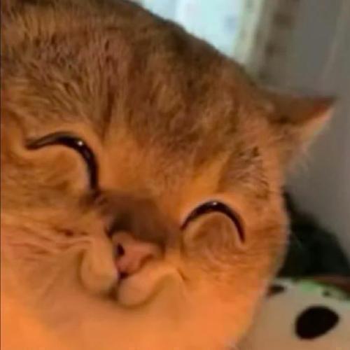 🌙·Y