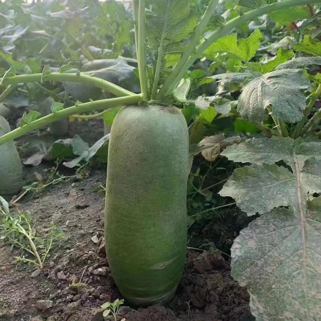 天津绿叶鲜蔬菜种植专业合作社