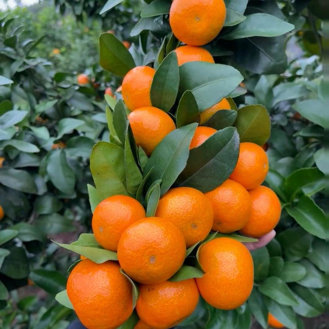 绿护源柑橘丰收