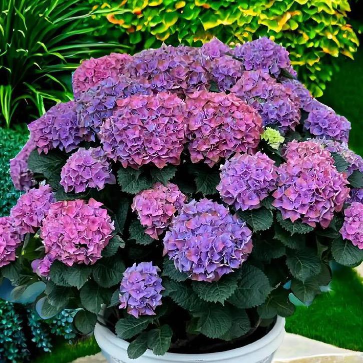 糖糖花坊