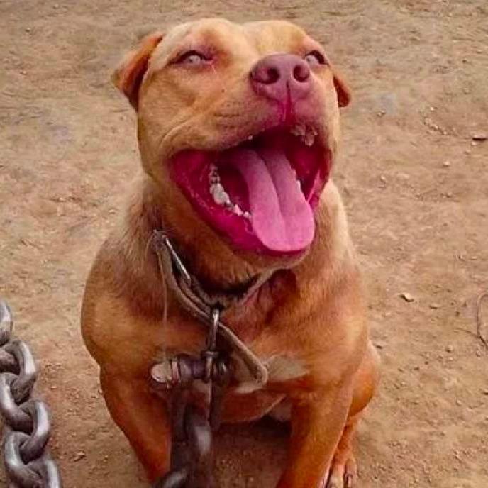 小霞家的比特犬