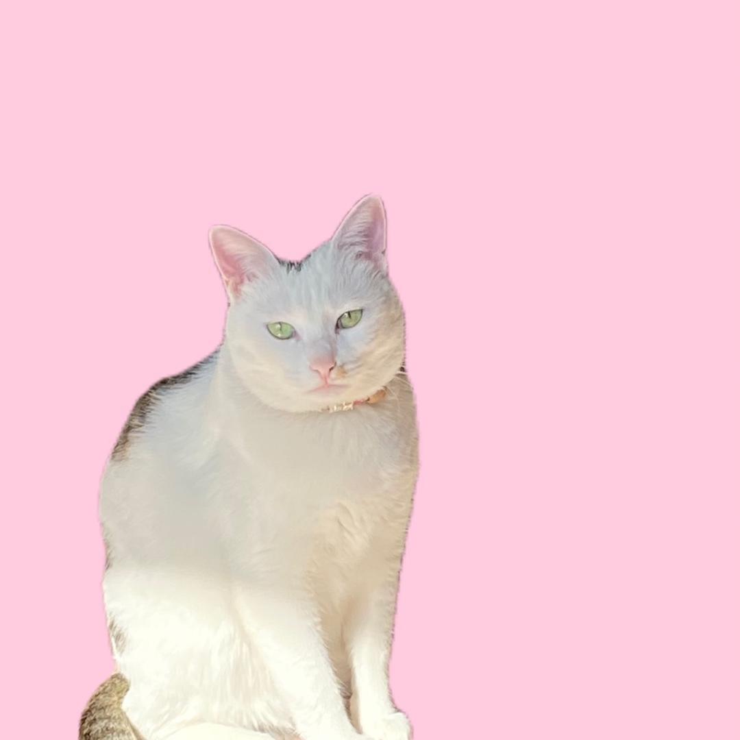 “🐱猫猫吉祥”