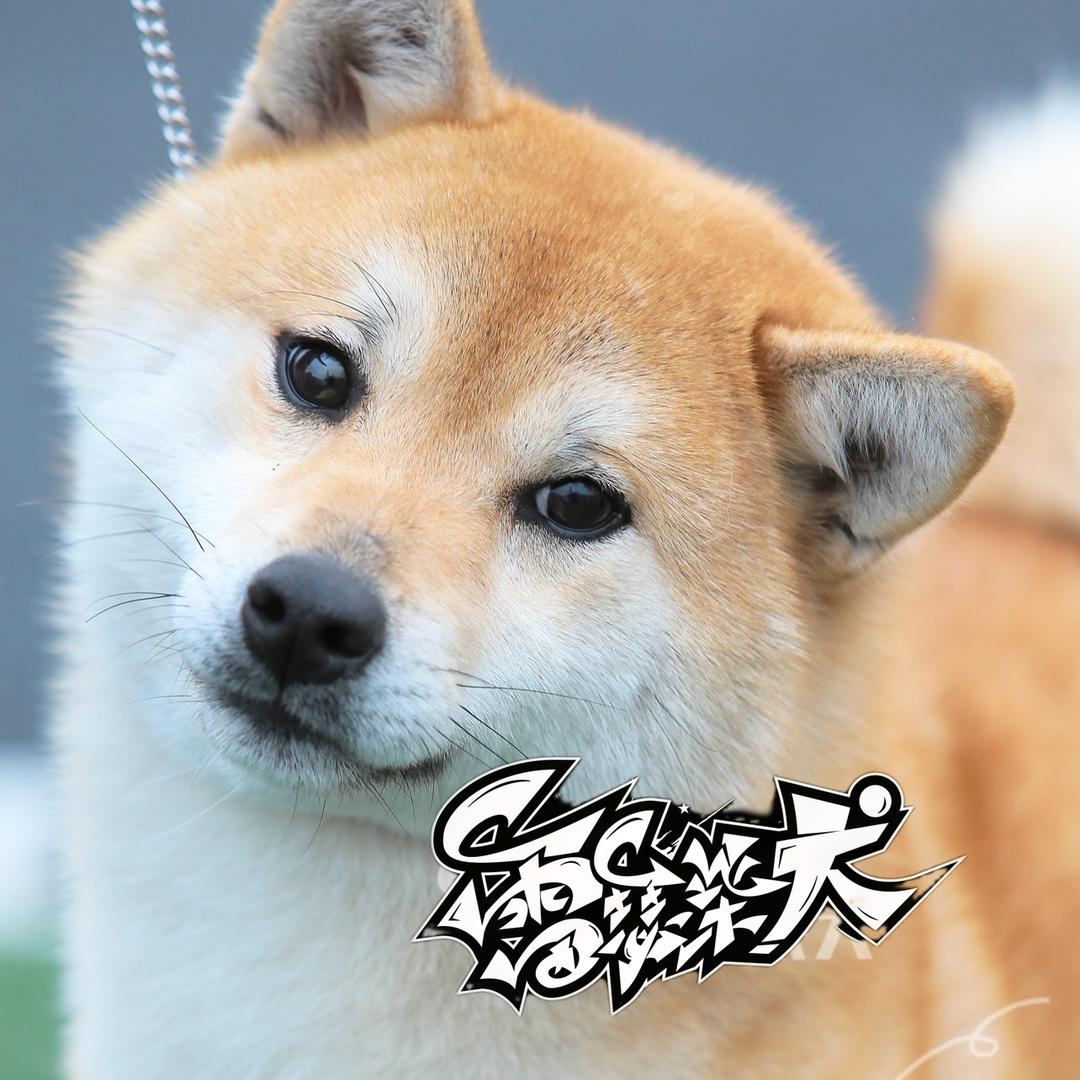 雷瑟柴犬舍