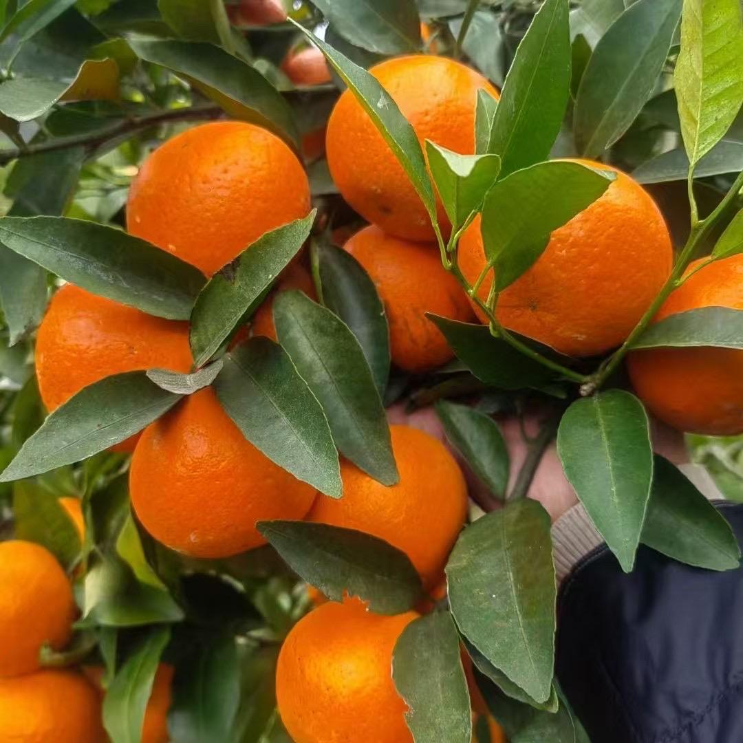 广西水果、蔬菜代办代发