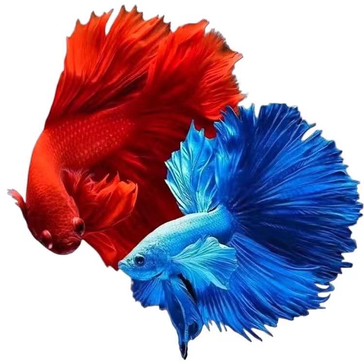 心灵水族馆