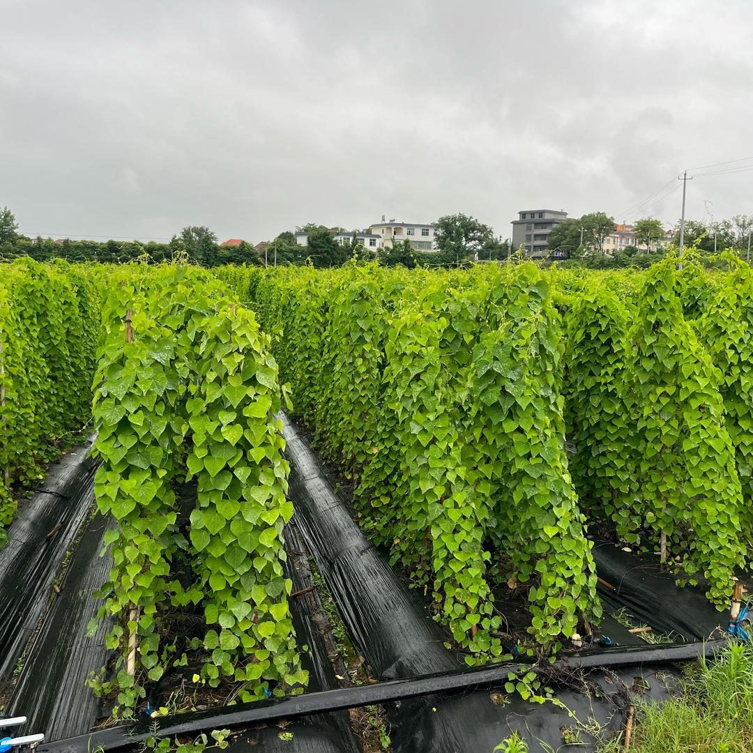 赣州兴国小钟（粉防己）