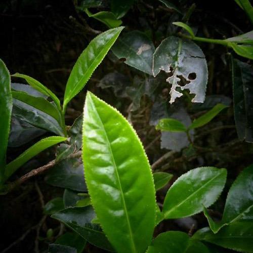 松合宣茶业