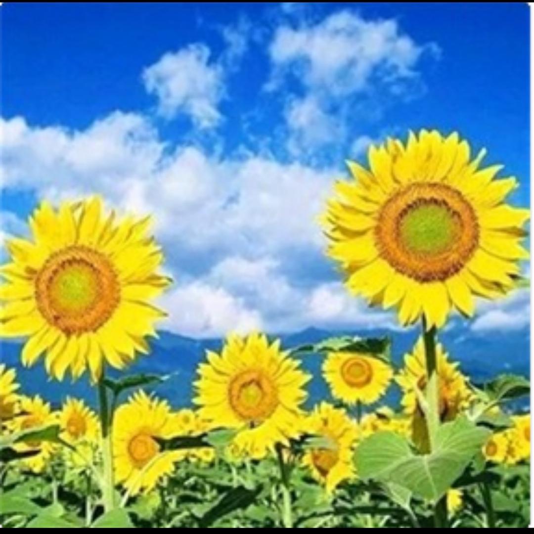 珍宇（拒私聊）