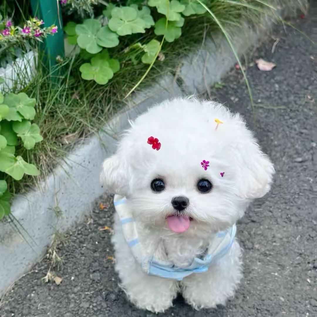 锅锅家韩系比熊犬舍