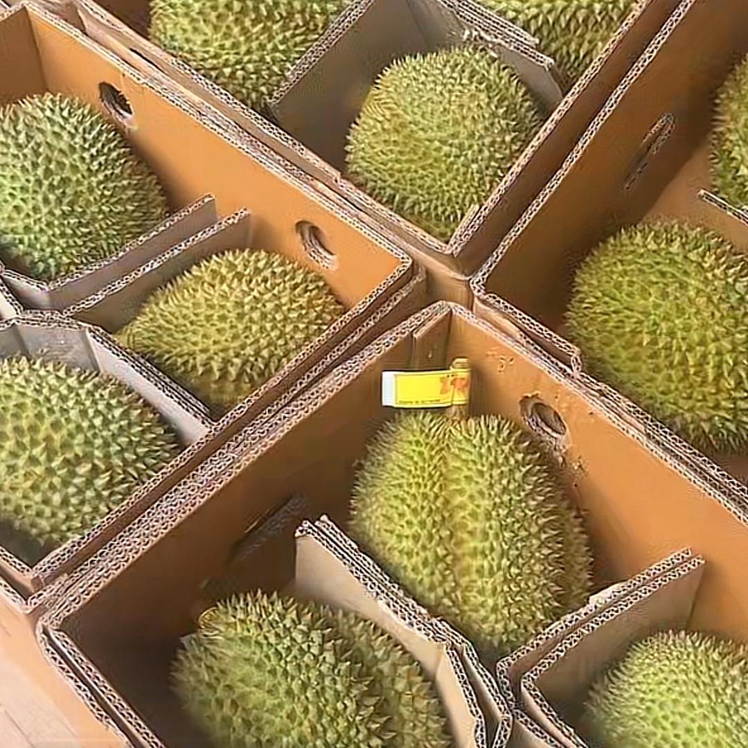 榴芒家族榴大美