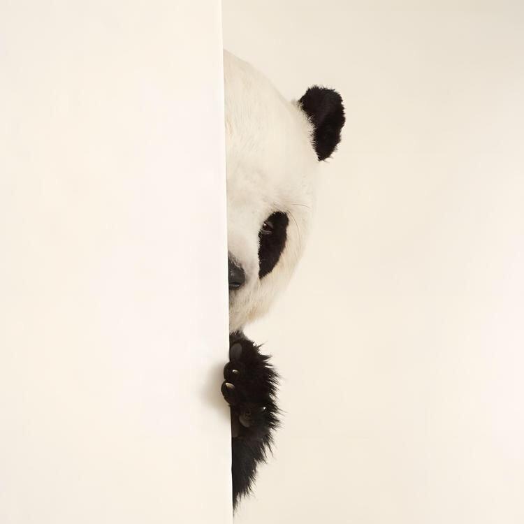 天依