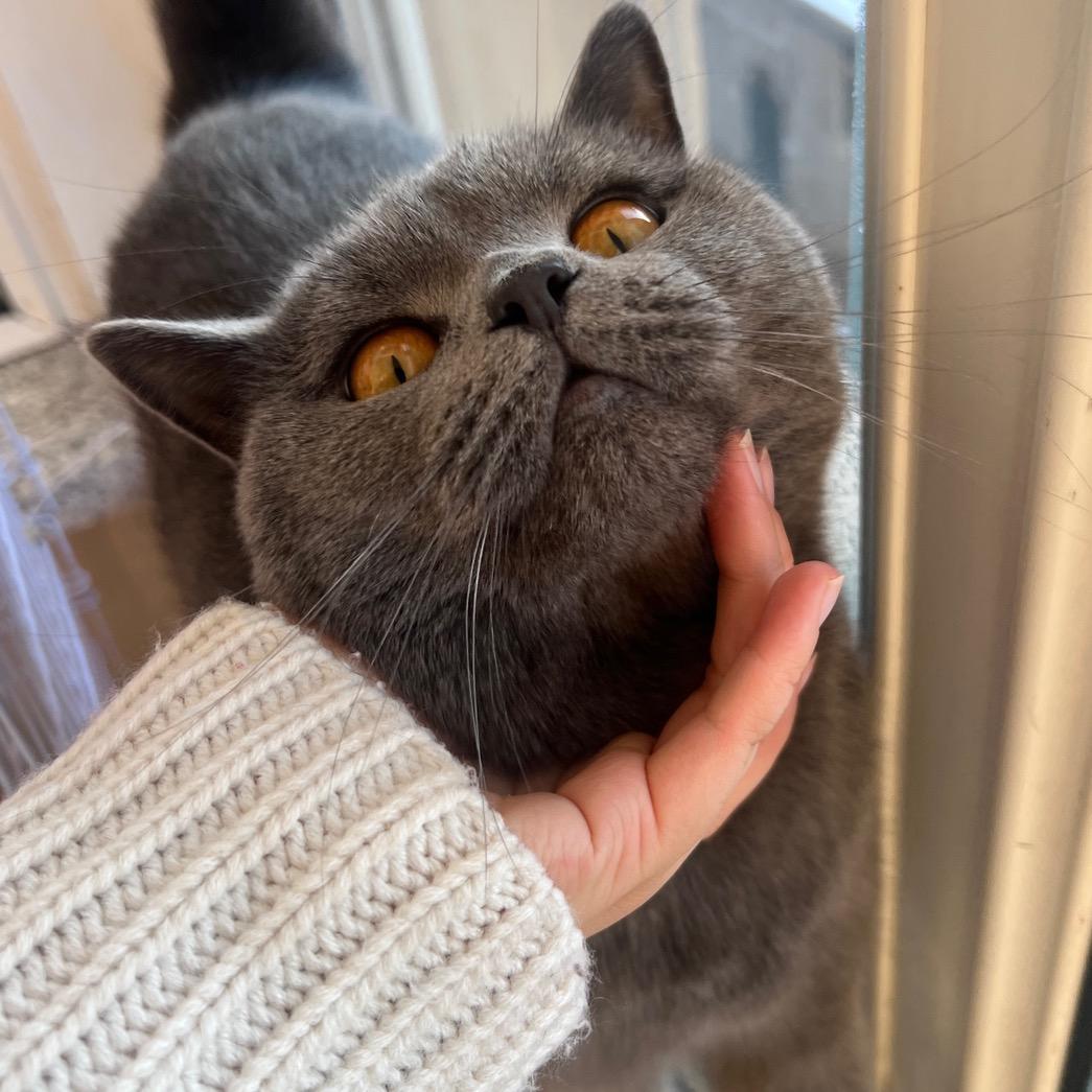 圆圆不圆🐱