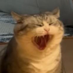 嘻嘻嘻头像