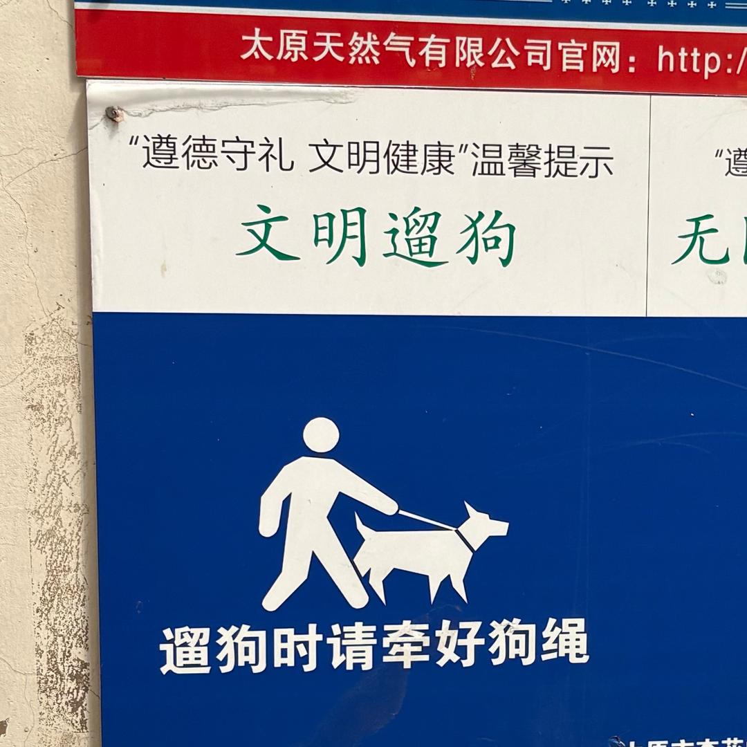 安全的狗