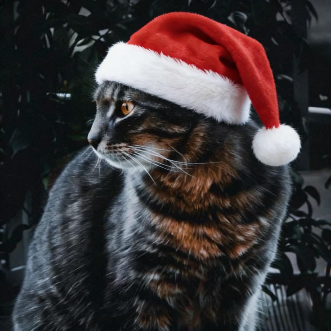 R宠宠物繁殖之家