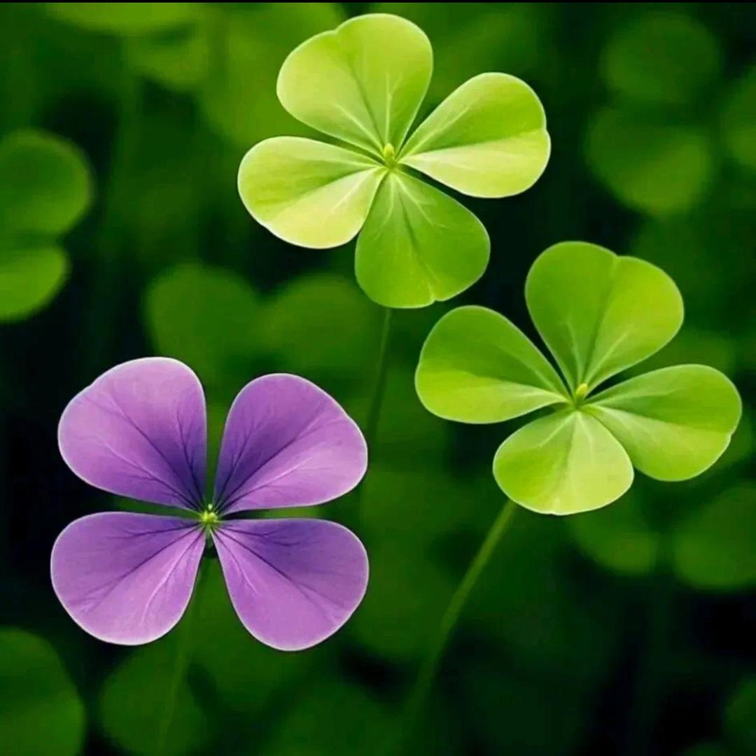 昭昭如意拒绝私聊