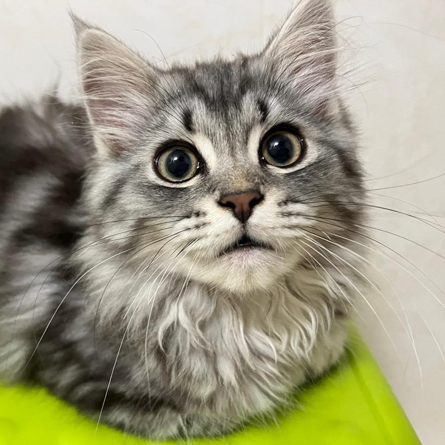 莫吉托不是酒 🐱