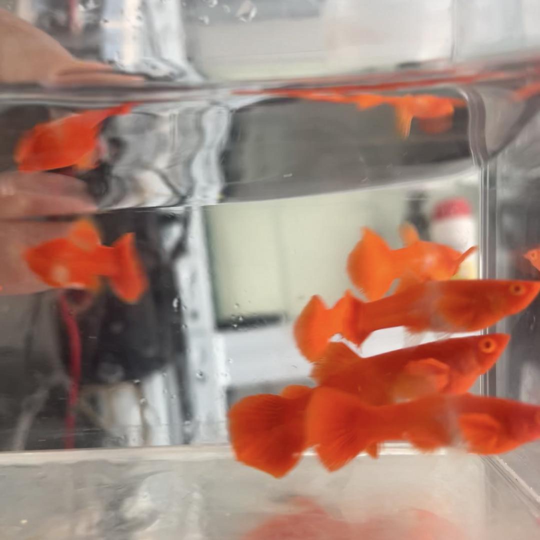 土豆家孔雀鱼